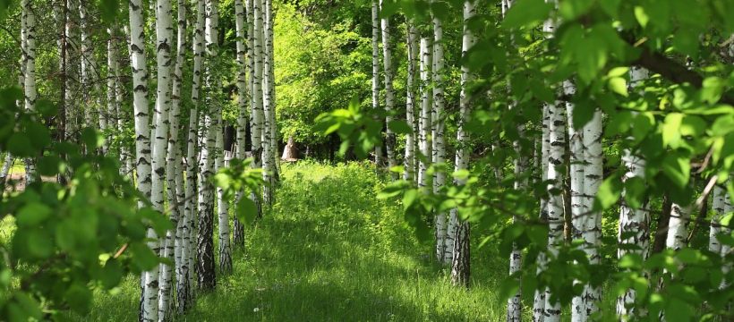 birke, bäume, birkenwald, natur, gras, wald, wald, wald, wald, wald, wald